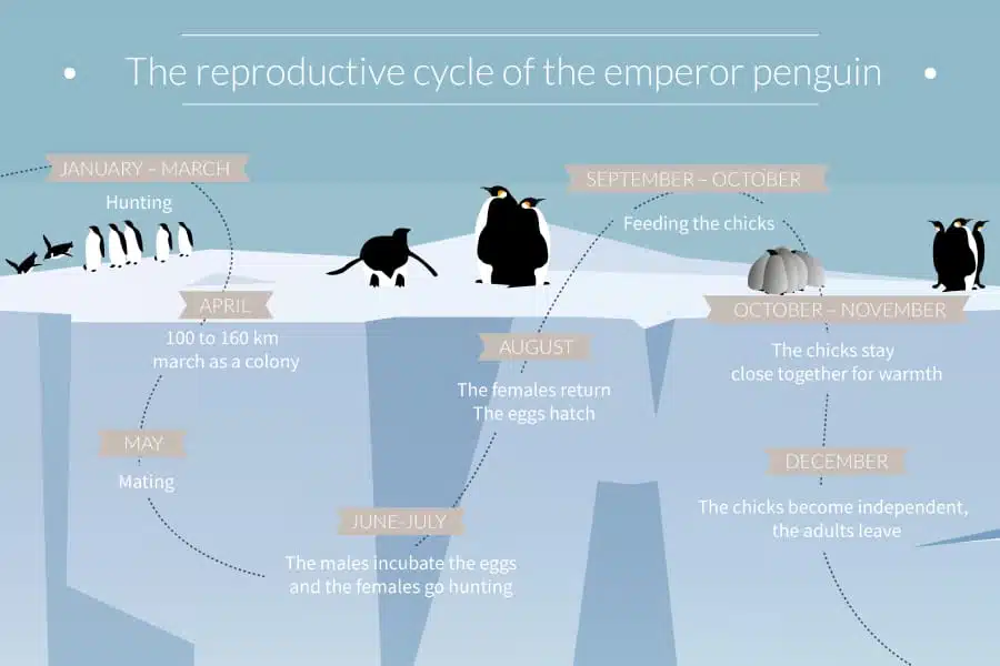 Learn all there is to know about the Emperor Penguin and its reproductive cycle