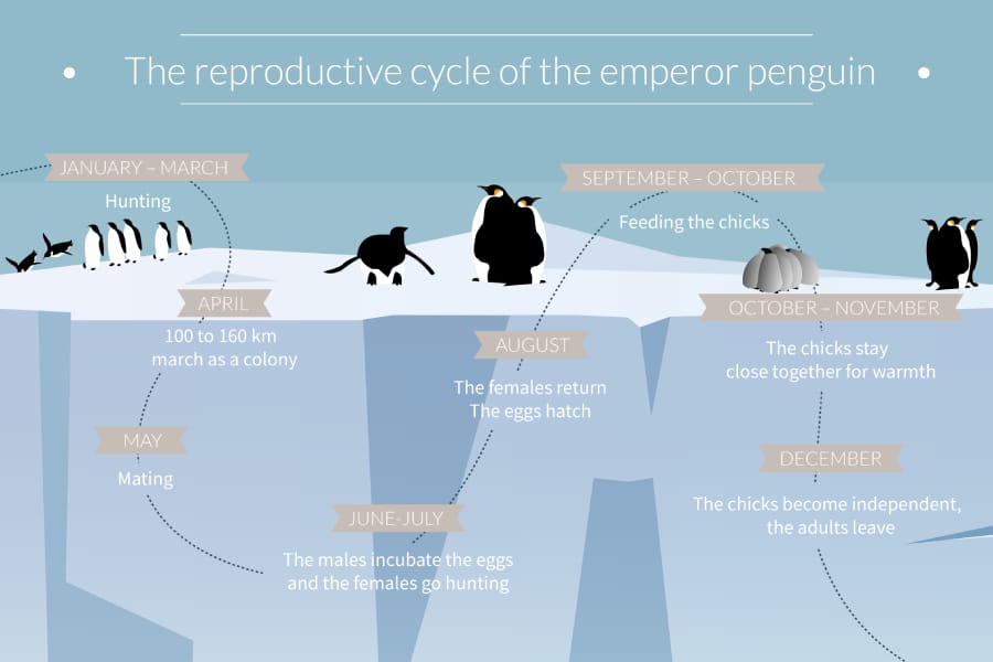Emperor Penguin Breeding Cycle Australian Antarctic Division