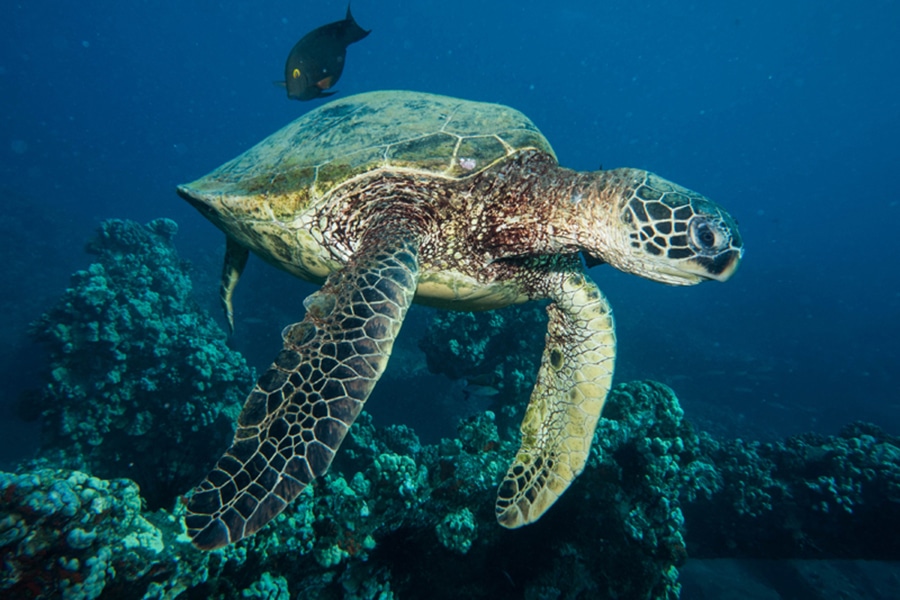 tortue fernando 2 tortue fernando