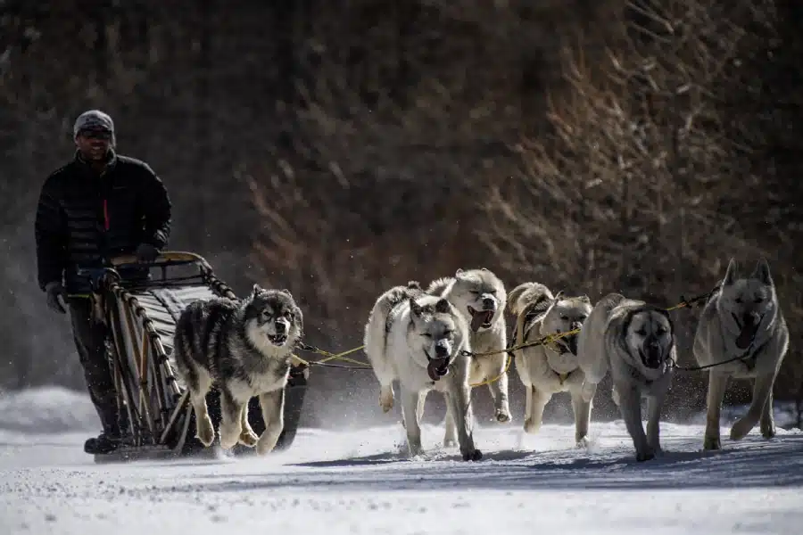 Huskies pulling hot sale sleds