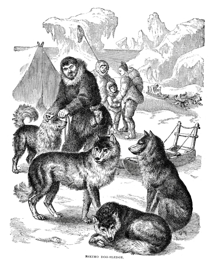 Sled dogs in the polar regions