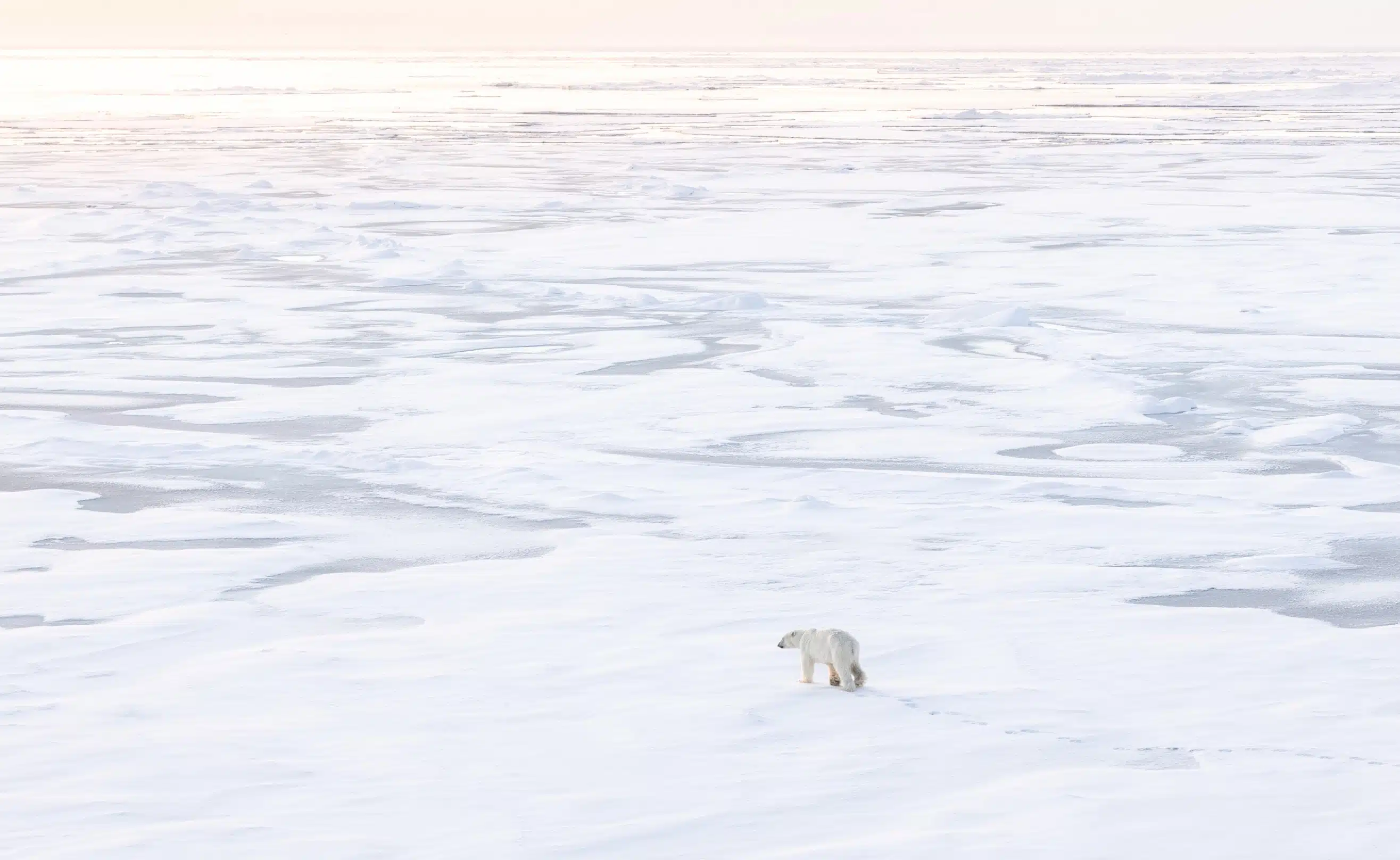 Ours polaire s'éloignant sur la banquise