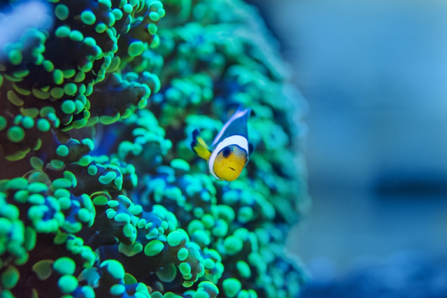 seychelles-slow-tourisme Tourisme écoresponsable aux Seychelles