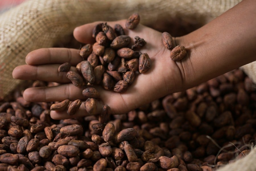 Croisière au Mexique pour découvrir l’origine du cacao
