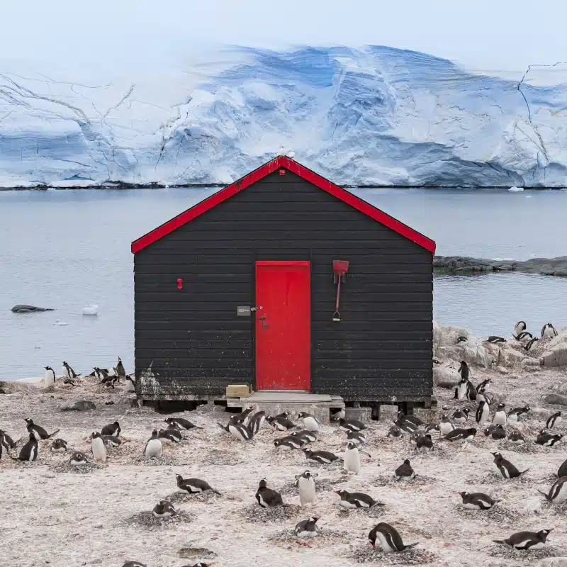 Antarctica cottage at Port Lockroy Palmer Archipelago with colony of Gentoo penguin