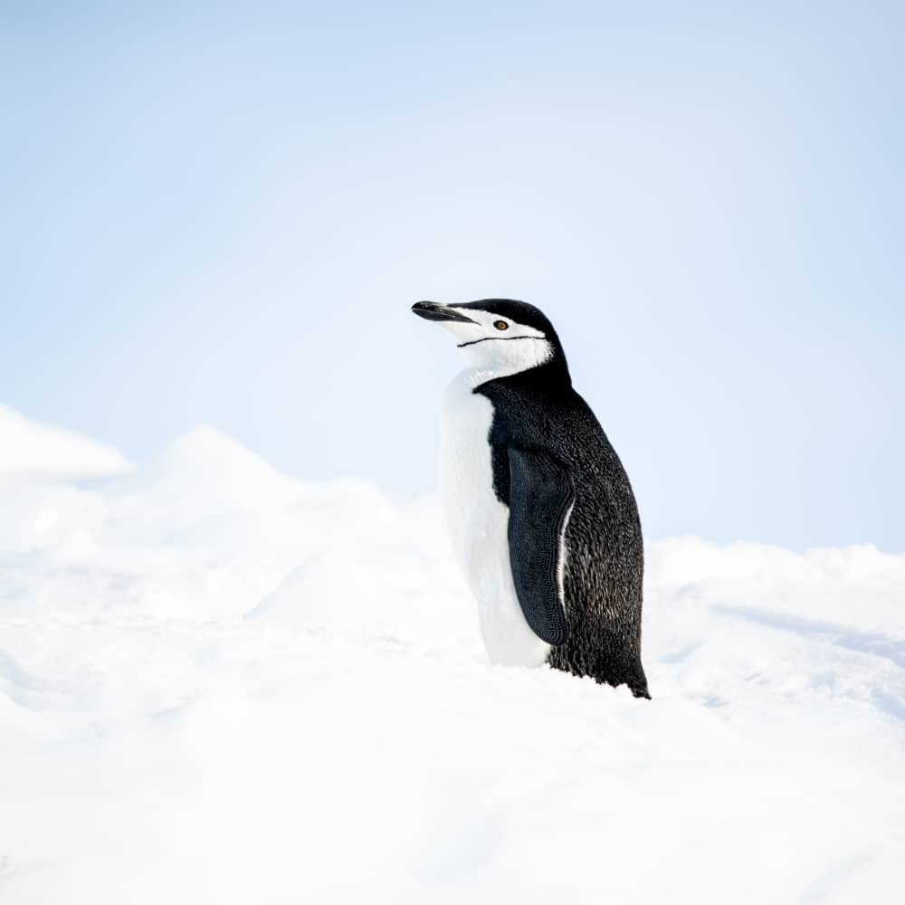 O140322_Ushuaia-Ushuai_The-Weddell-Sea©PONANT-Julien Fabro (1) O140322_The-Weddell-Sea©PONANT-Julien Fabro