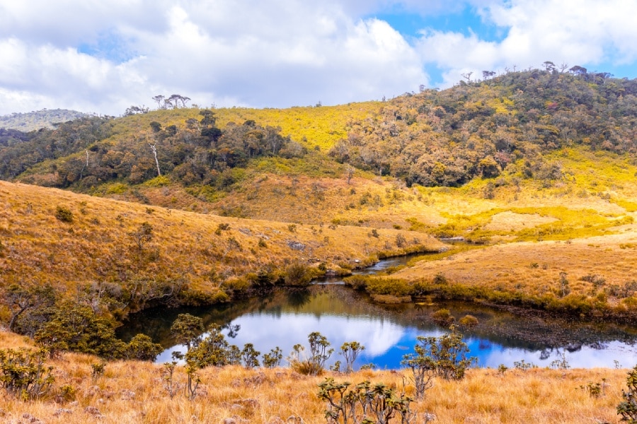 Le thé du Sri Lanka