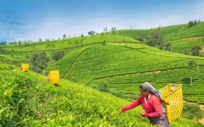 Sri Lanka: tea island