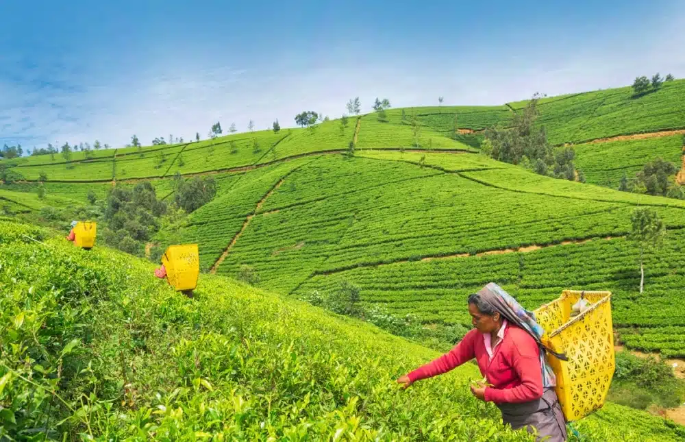Le thé du Sri Lanka