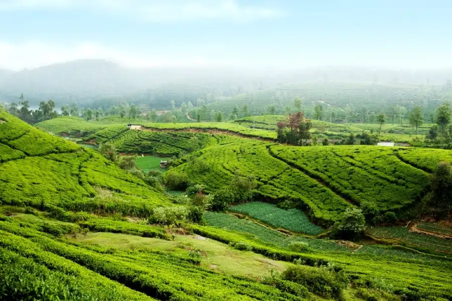 Le thé du Sri Lanka