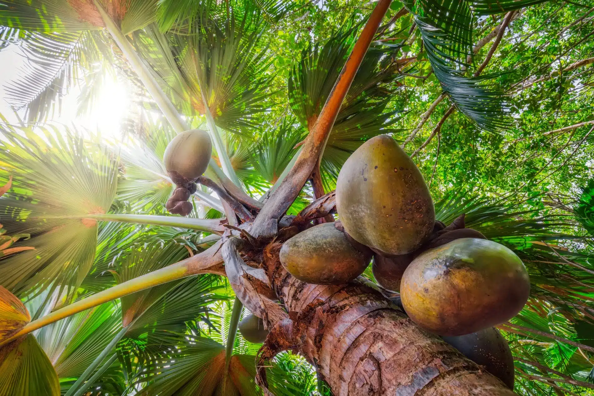 Archipel des Amirantes aux Seychelles