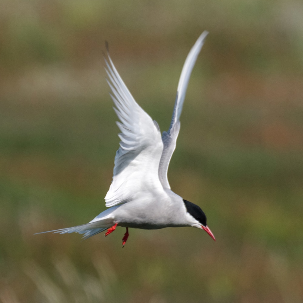 Sterne arctique-Islande©StudioPONANT_Doriane Letexier Oiseau blanc (sterne arctique) en train de voler