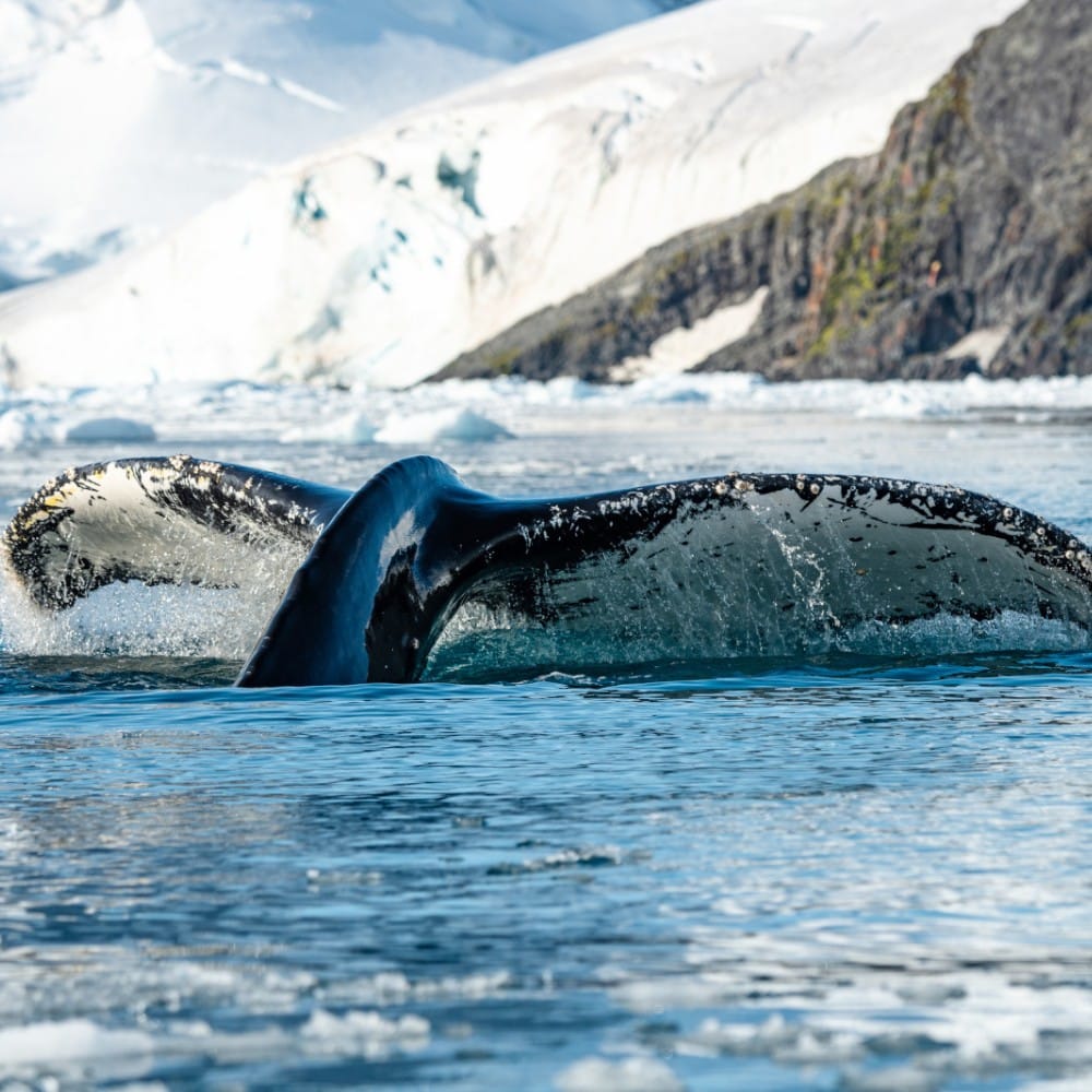 souvenir-de-voyage-passager Souvenir d’un voyage en Antarctique avec PONANT