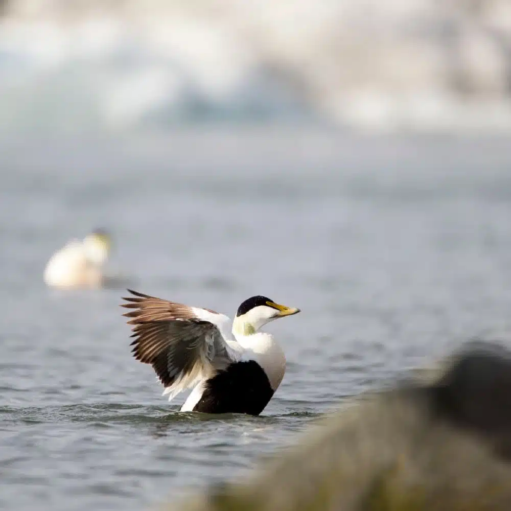 Observing birds in Iceland: Puffins and Northern Gannets