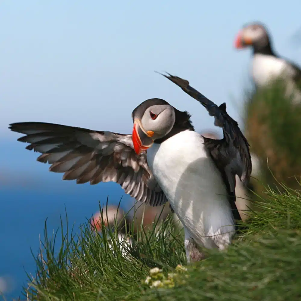 Observing birds in Iceland: Puffins and Northern Gannets