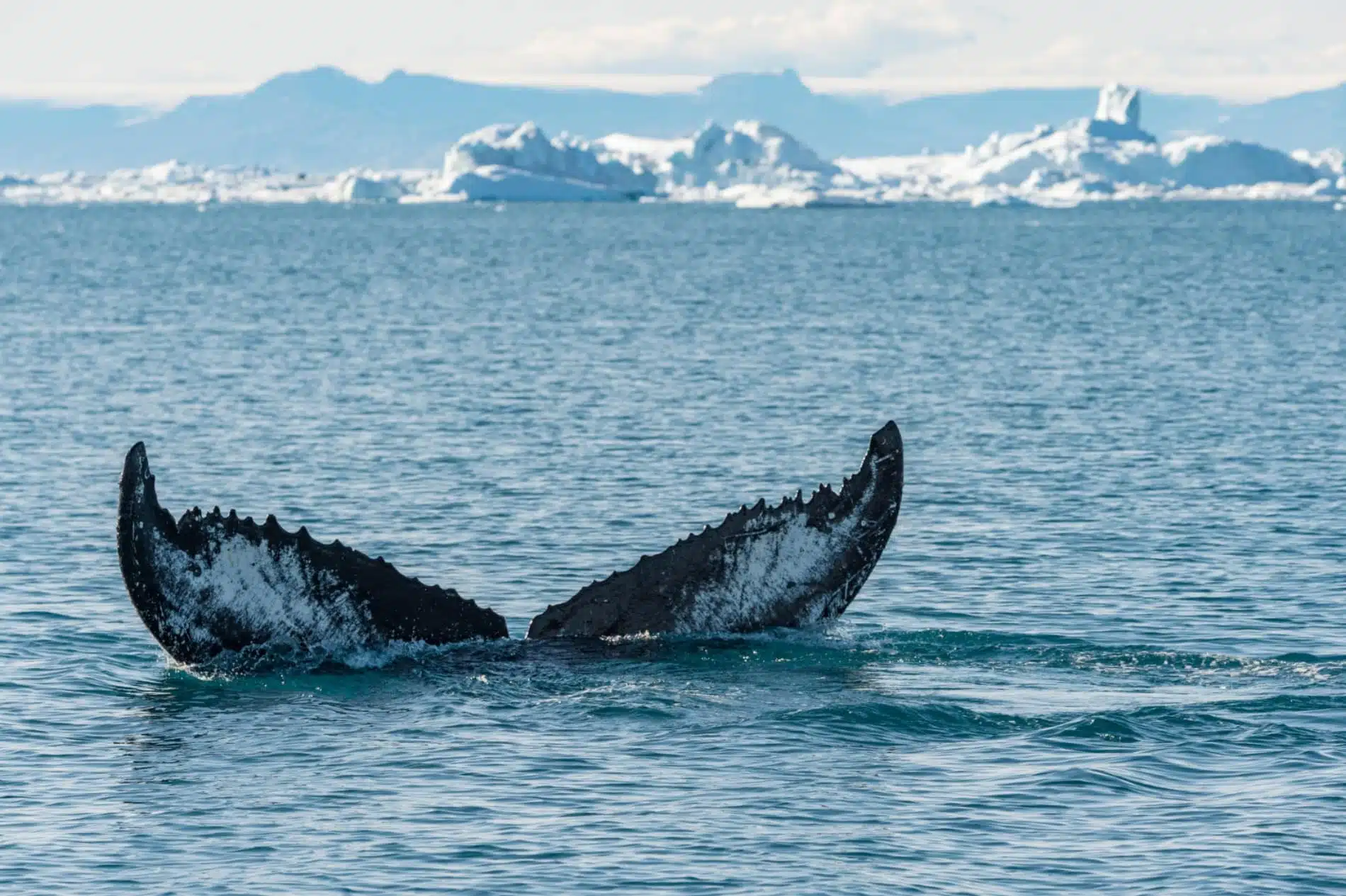 partir en croisière en arctique avec ponant