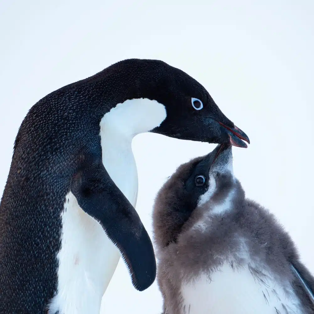 CC140223_Adelie_Penguin_Antarctica_©PONANT-Photo-Ambassador-Ian Dawson