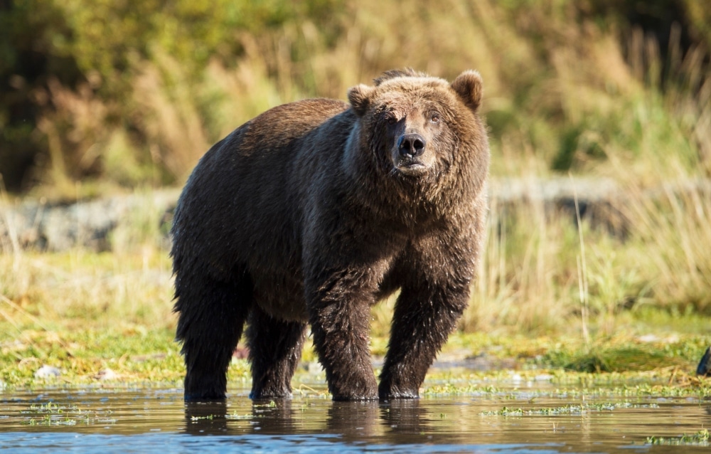 image-une In Search of Breathtaking Alaskan Wildlife with The Explorers Club