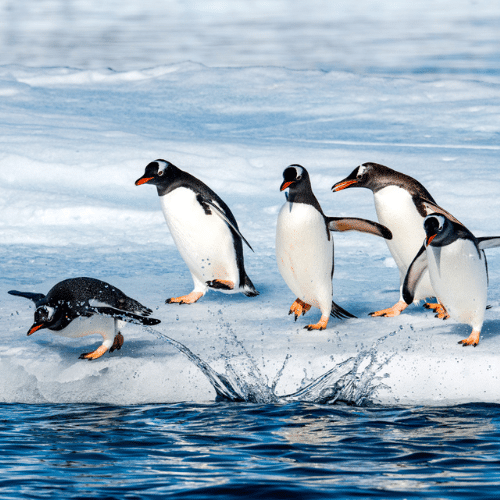 Tourisme : Nouvelle-Calédonie, vue rapprochée sur le lagon turquoise avec l'île du pin en arrière plan