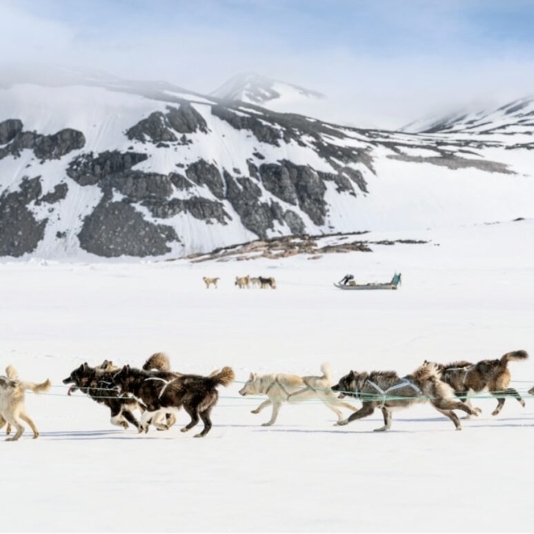 ■■送料無料■超レア■SLED DOGS■HALDEN■スノースケート■■ Finnmarksløpet: dog sled race | PONANT Magazine