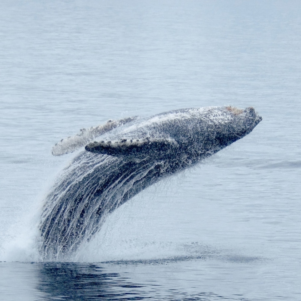Alaskan Wildlife