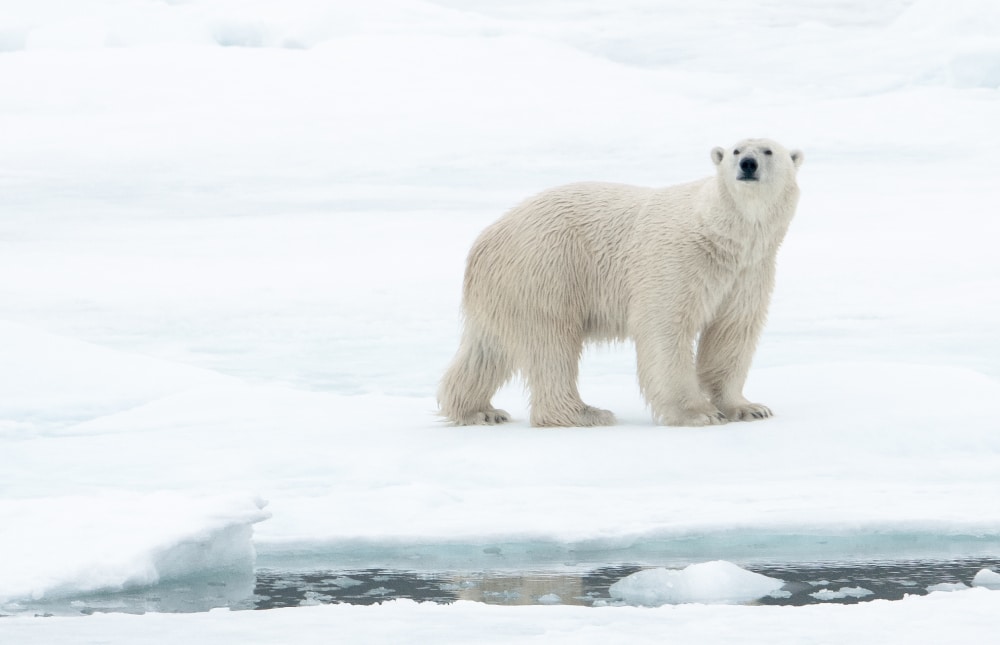 image-une OURS POLAIRE