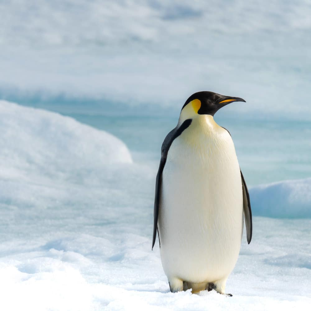 manchot empereur Antarctique