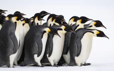 7 espèces de manchots à observer en Antarctique