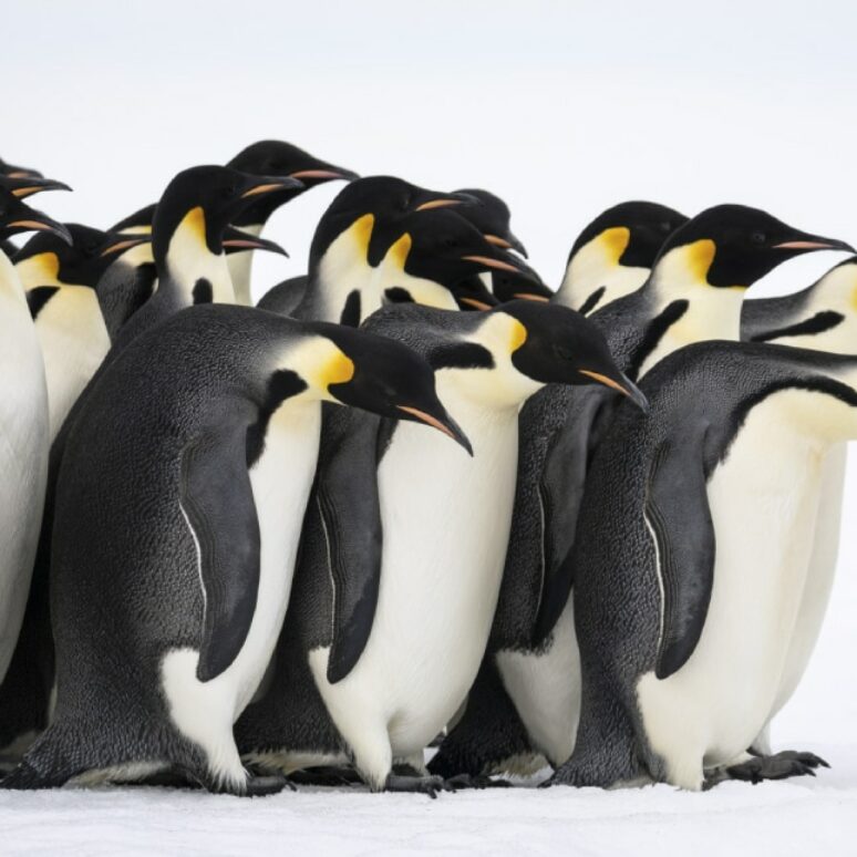 7 species of penguins in Antarctica | PONANT Magazine