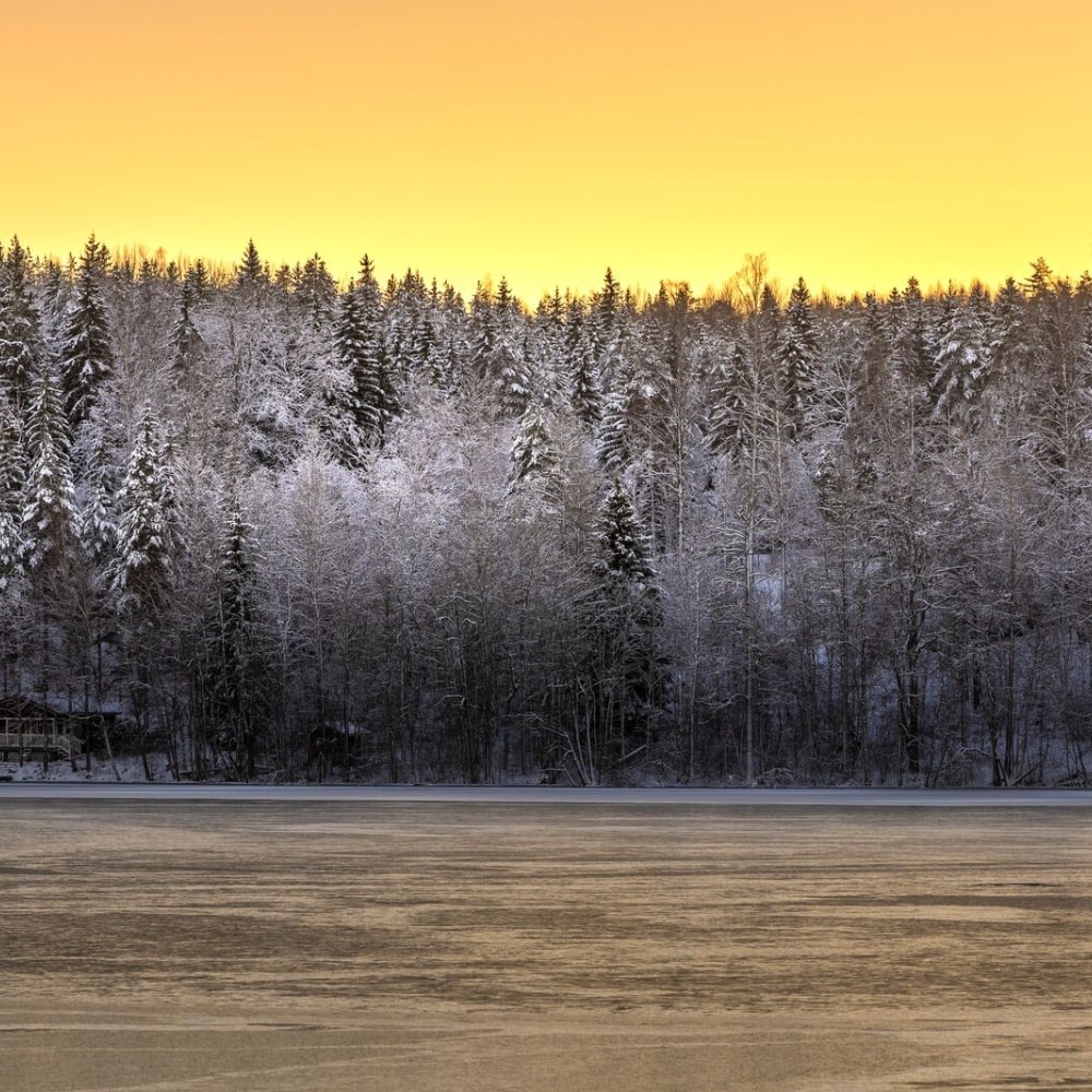 forêt enneigée scandinavie