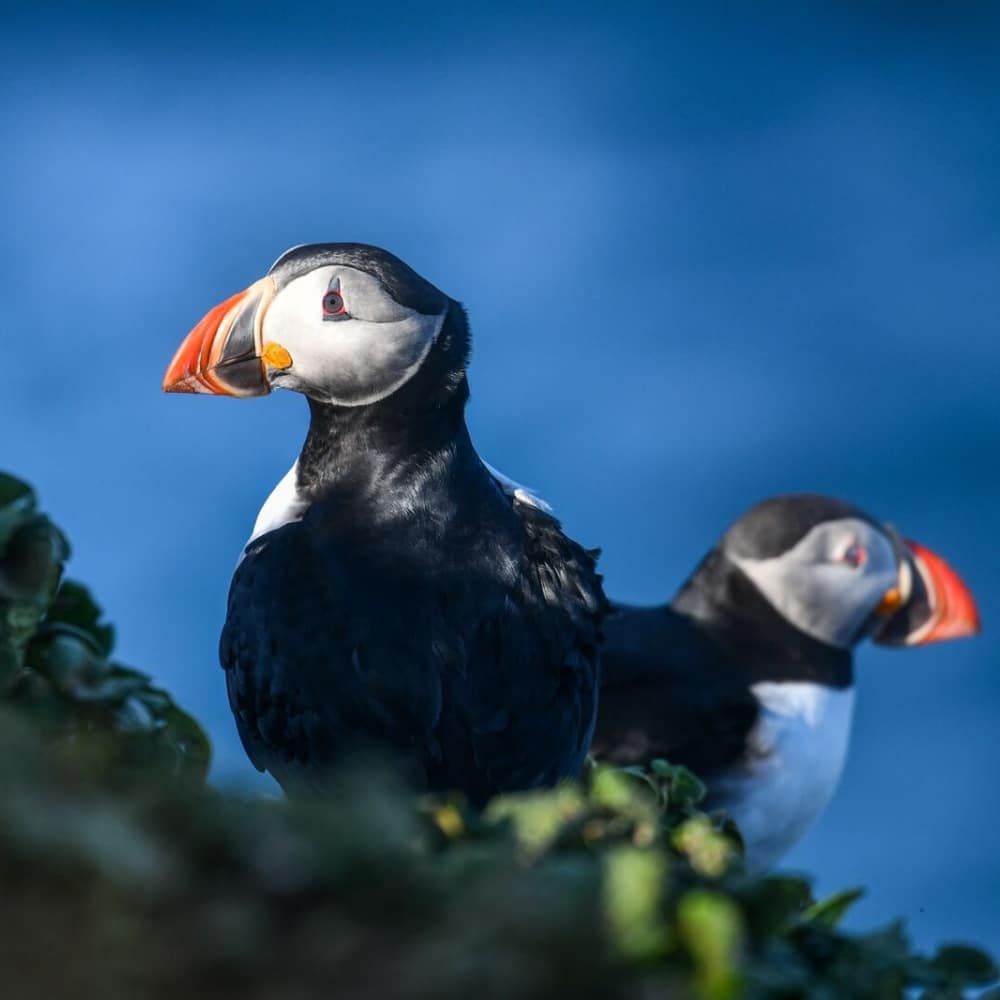 Duo de macareux moine à Lunga