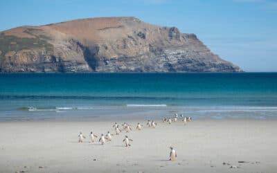 Head for the Falkland Islands
