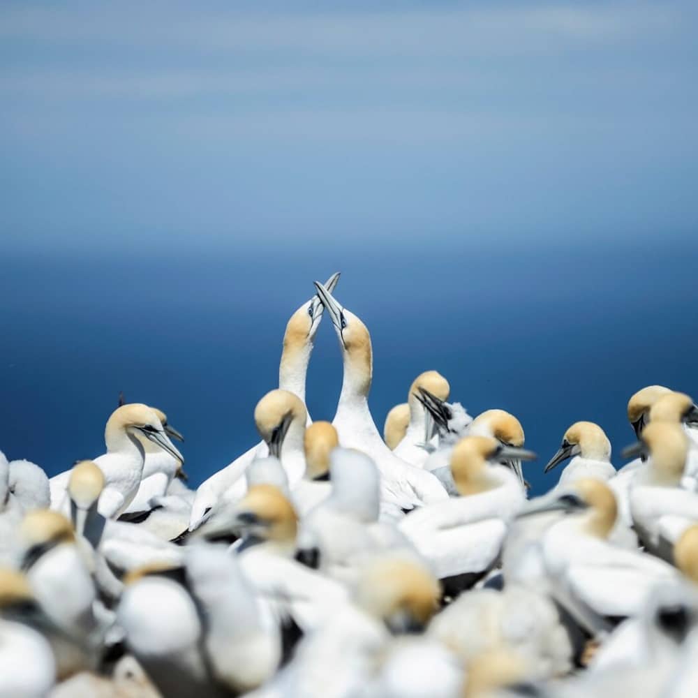 Prise de becs entre fous de Bassan à Hirta