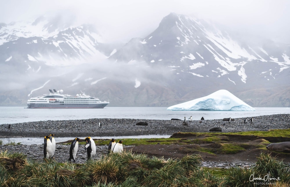 Manchots royaux en Géorgie du Sud, îles subantarctiques