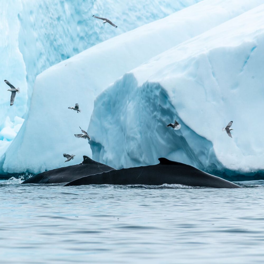 observation baleines Groenland
