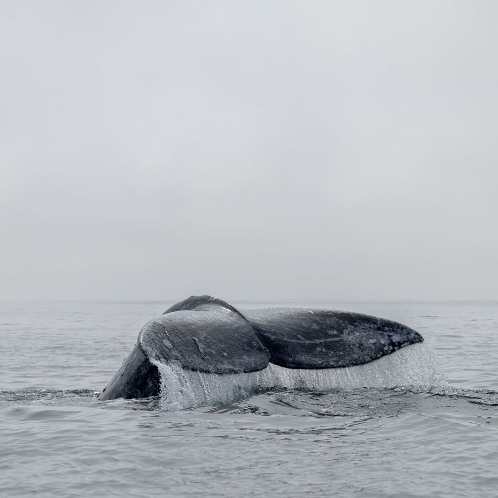 baleine grise en Basse-Californie au Mexique