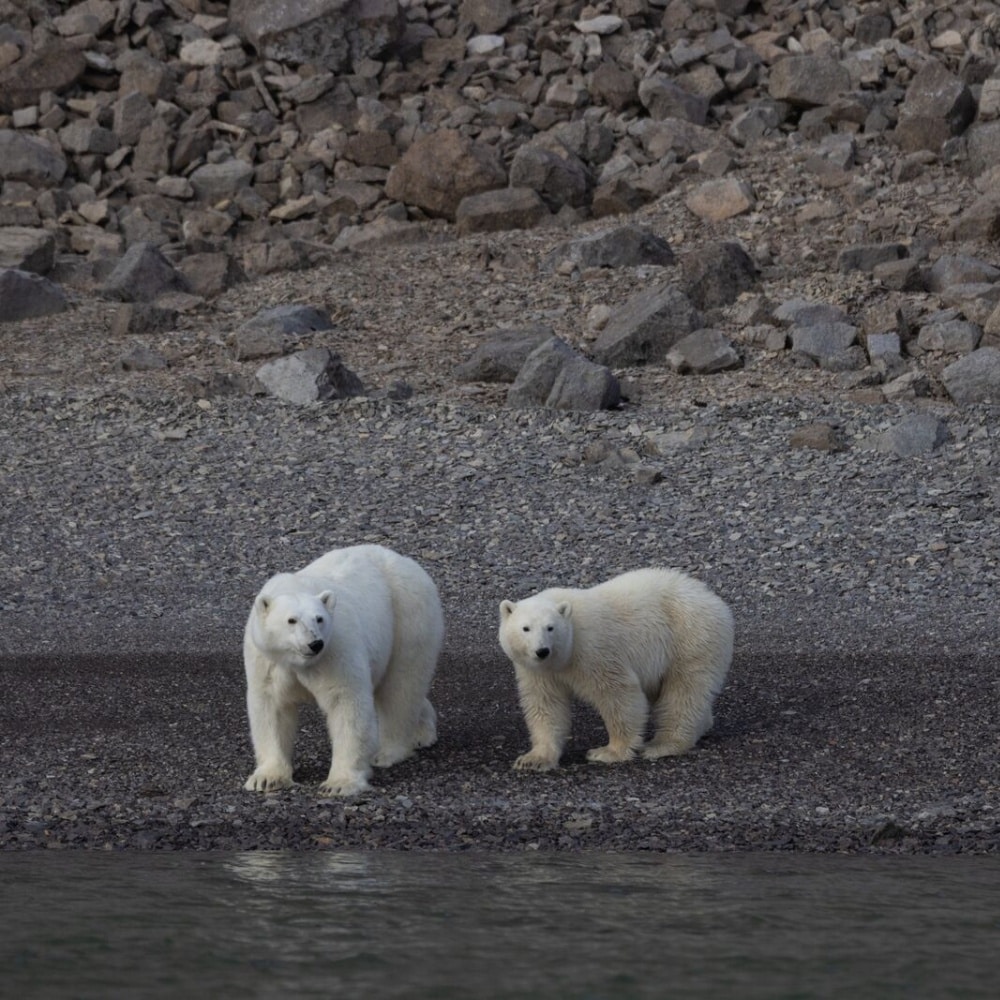 Deux ours polaires à Maxwell Bay, sur Devon Island au Canada