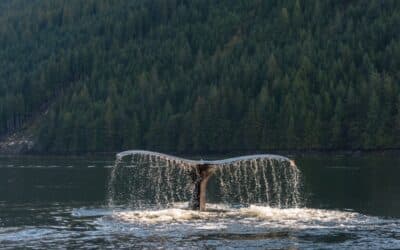 Where can I go whale watching in Canada?