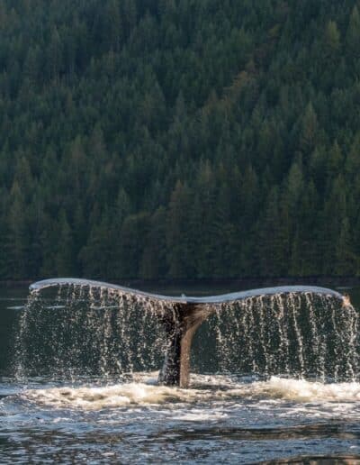 Où observer les baleines au Canada ?
