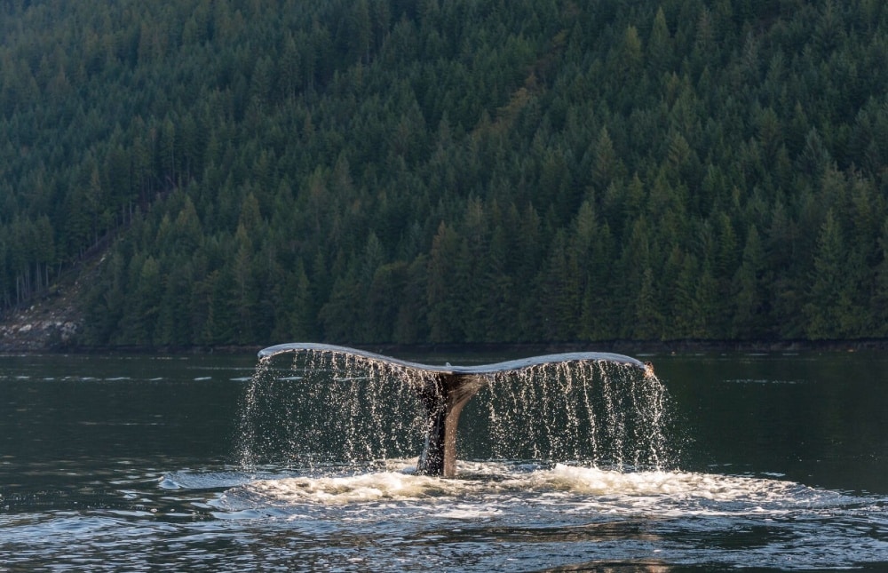 baleine au Canada