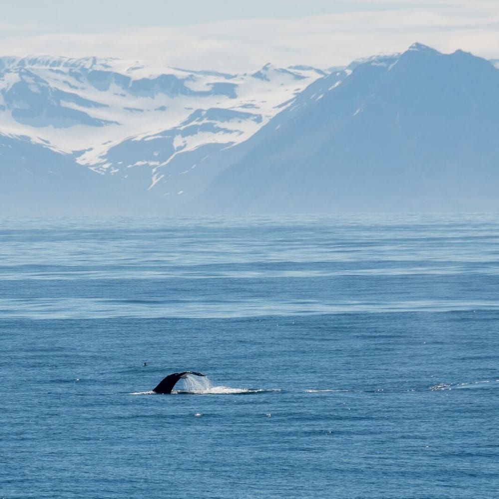 Queue de baleine avec des montagnes au sommets enneigés en arrière-plan, en Islande
