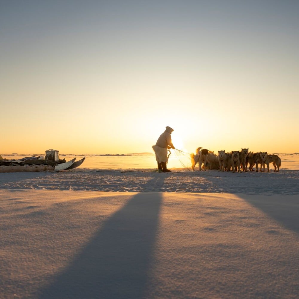 chiens de traîneau au Groenland