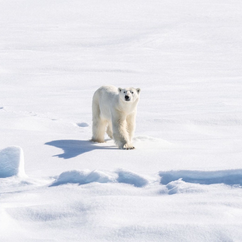 Ours polaire sur la banquise au nord-est du Groenland