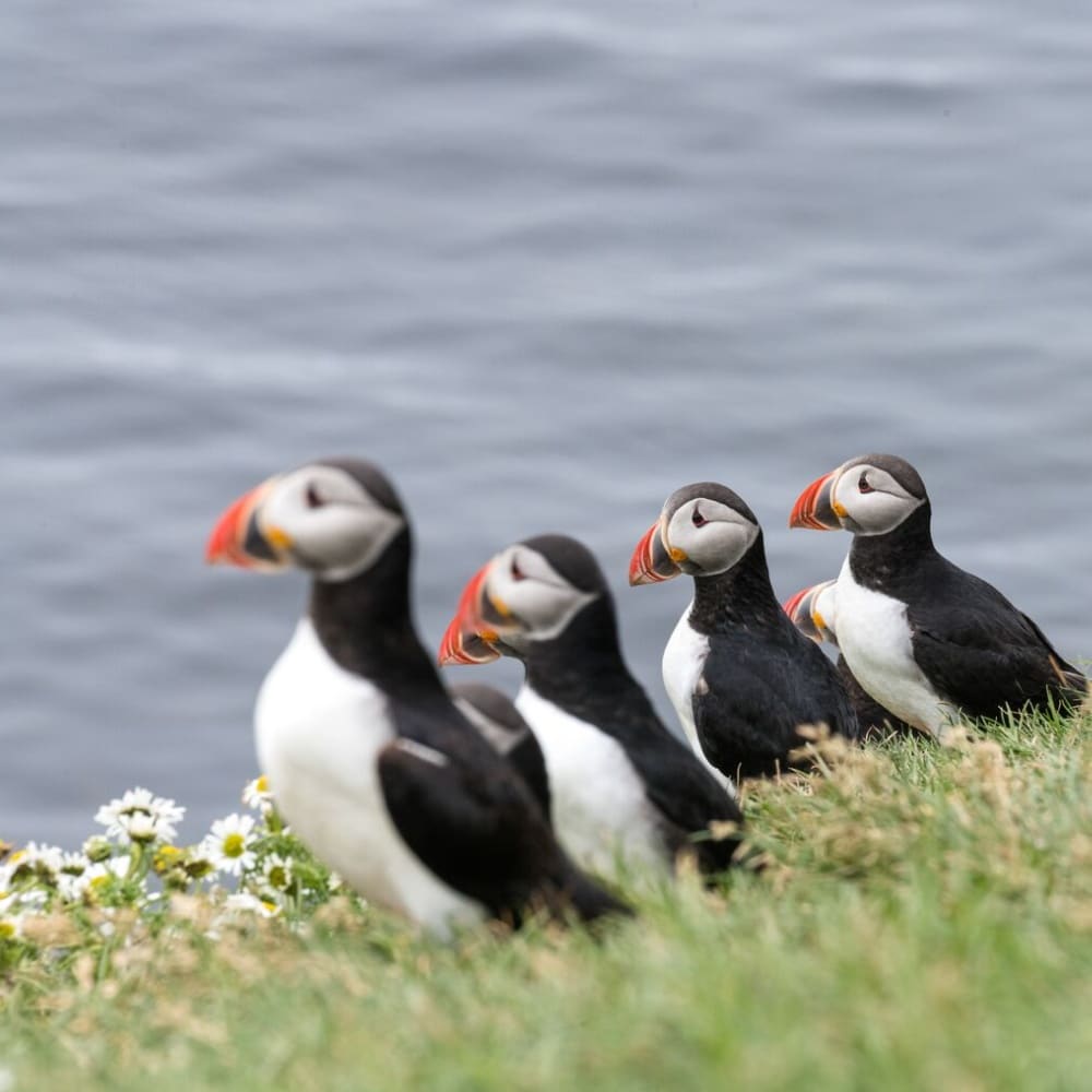 macareux moines dans une prairie surplombant la mer en Islande