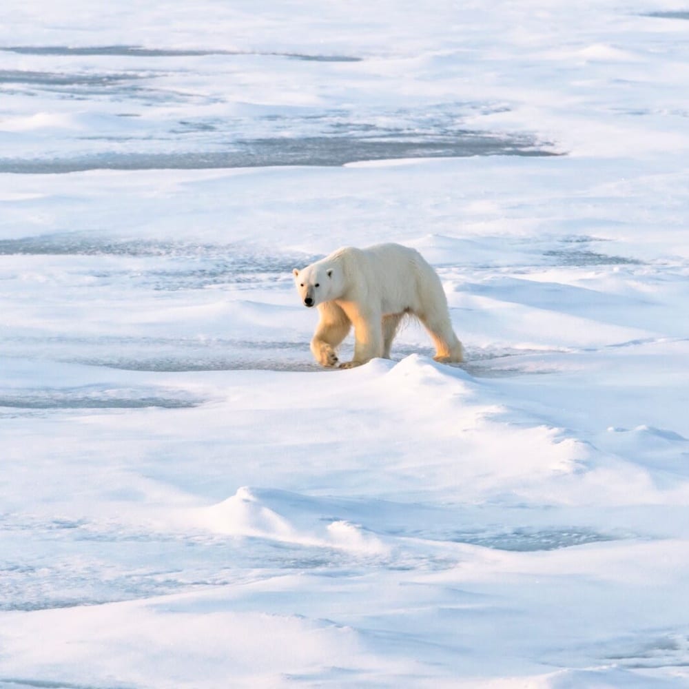 Ours polaire sur la banquise arctique