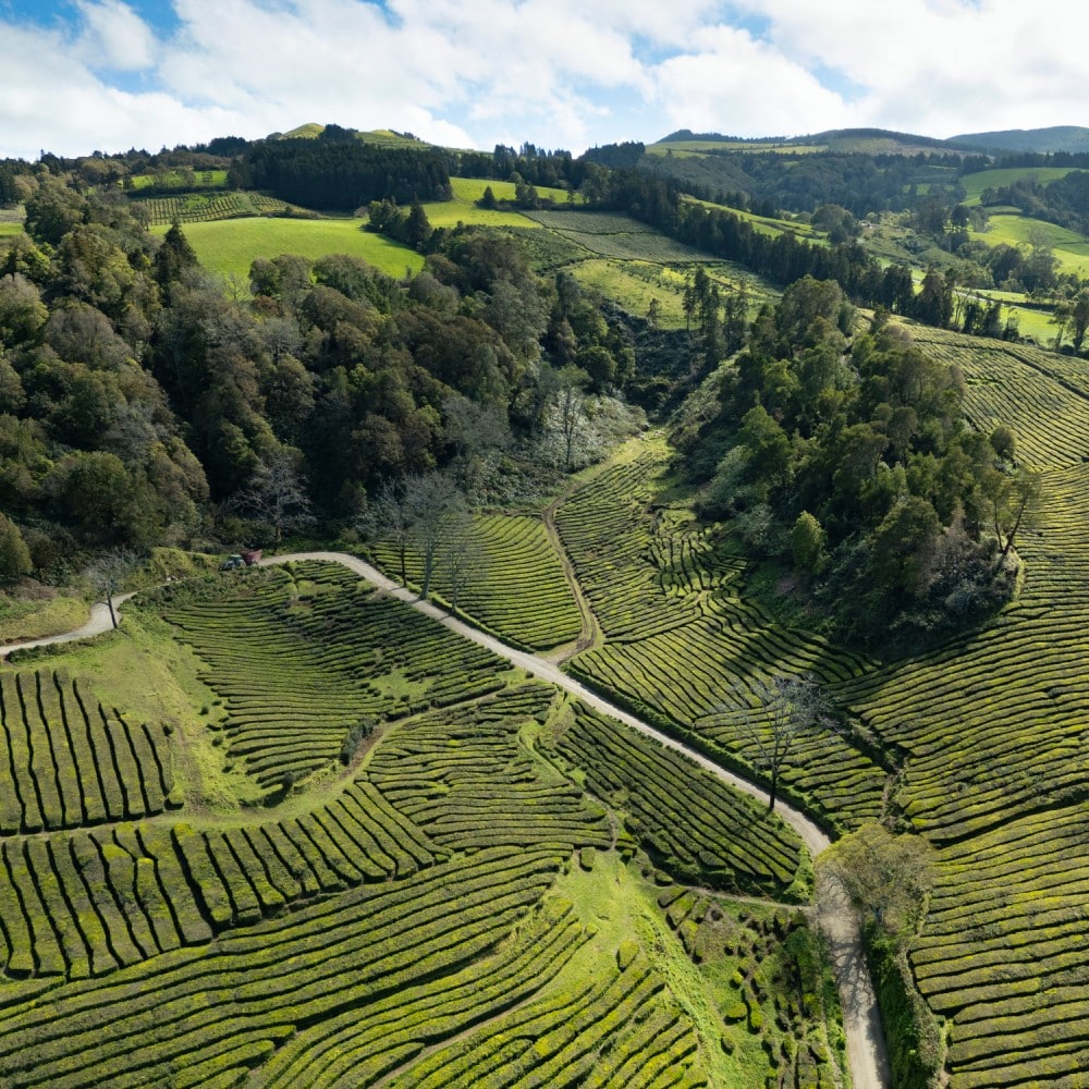 plantation de thé à São Miguel aux Açores
