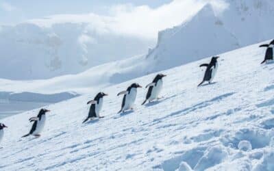 10 expériences inoubliables à vivre en Antarctique