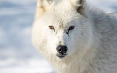 A Traveler’s Guide To Arctic Wildlife