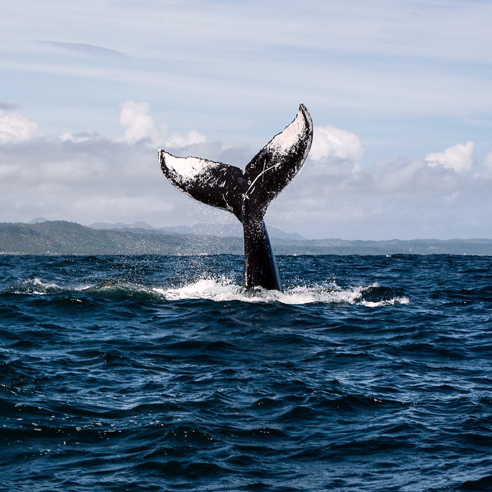  The tail of a humpback whale diving into the water in Samaná Bay, Dominican Republic 
