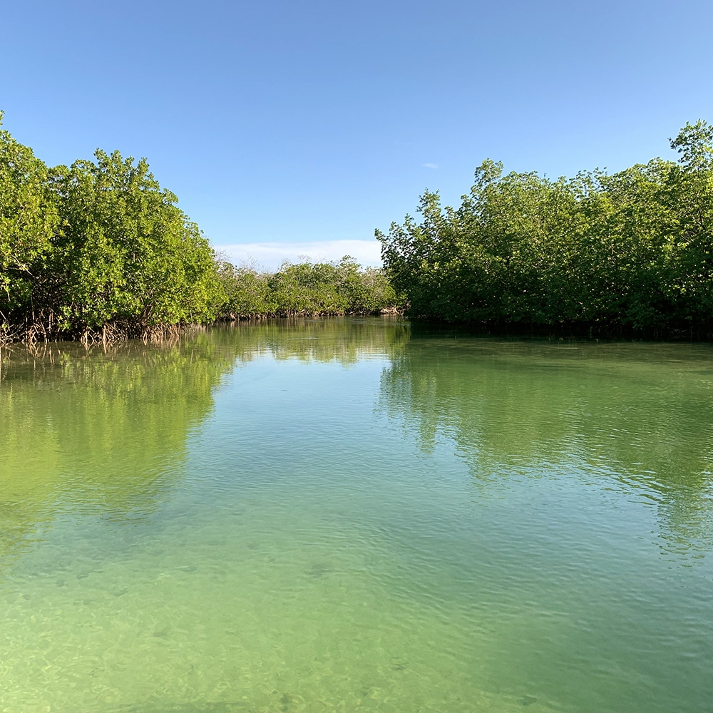 Mangrove landscape in Monte Cristi